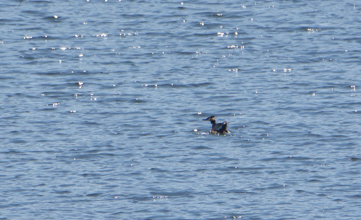 Great Crested Grebe - ML588913221
