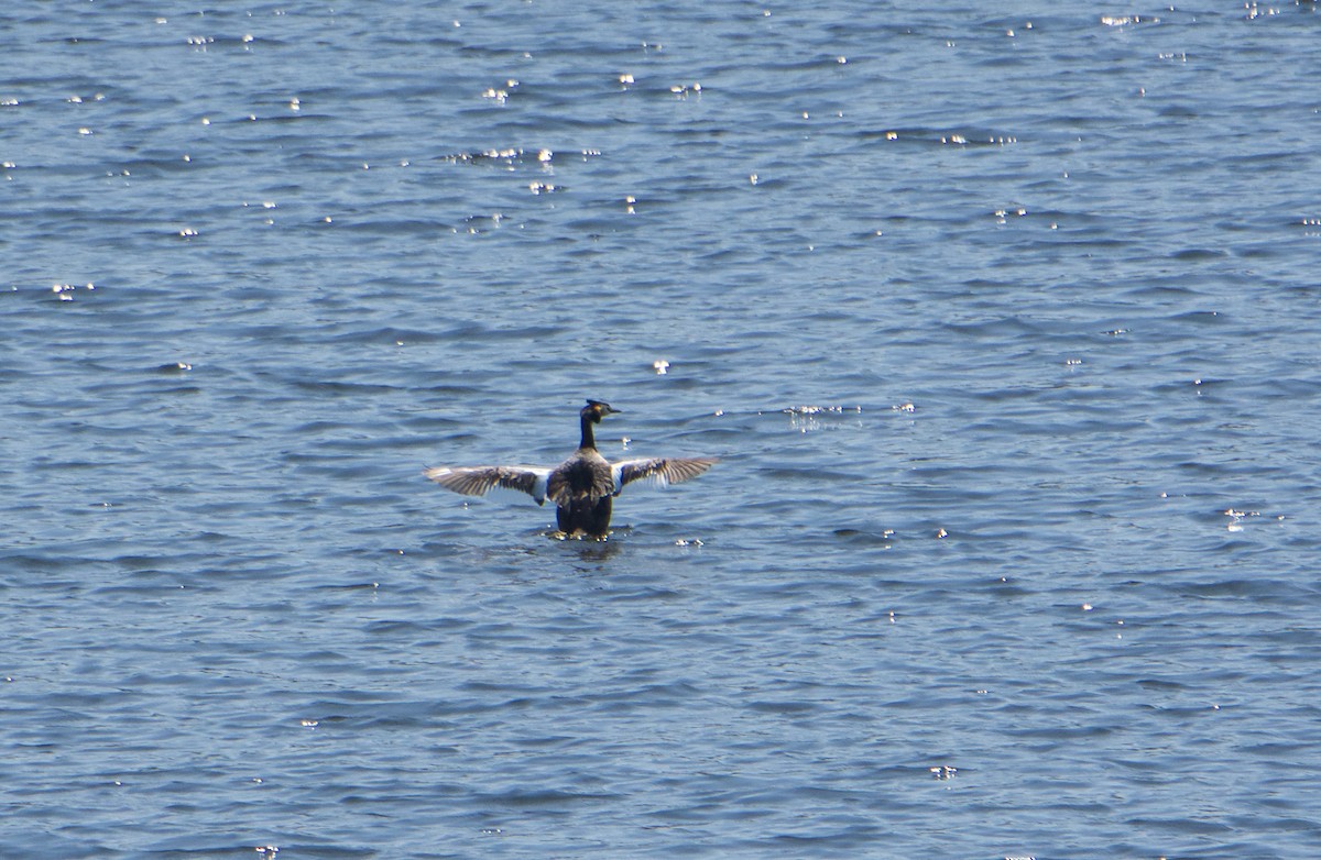 Great Crested Grebe - ML588913231