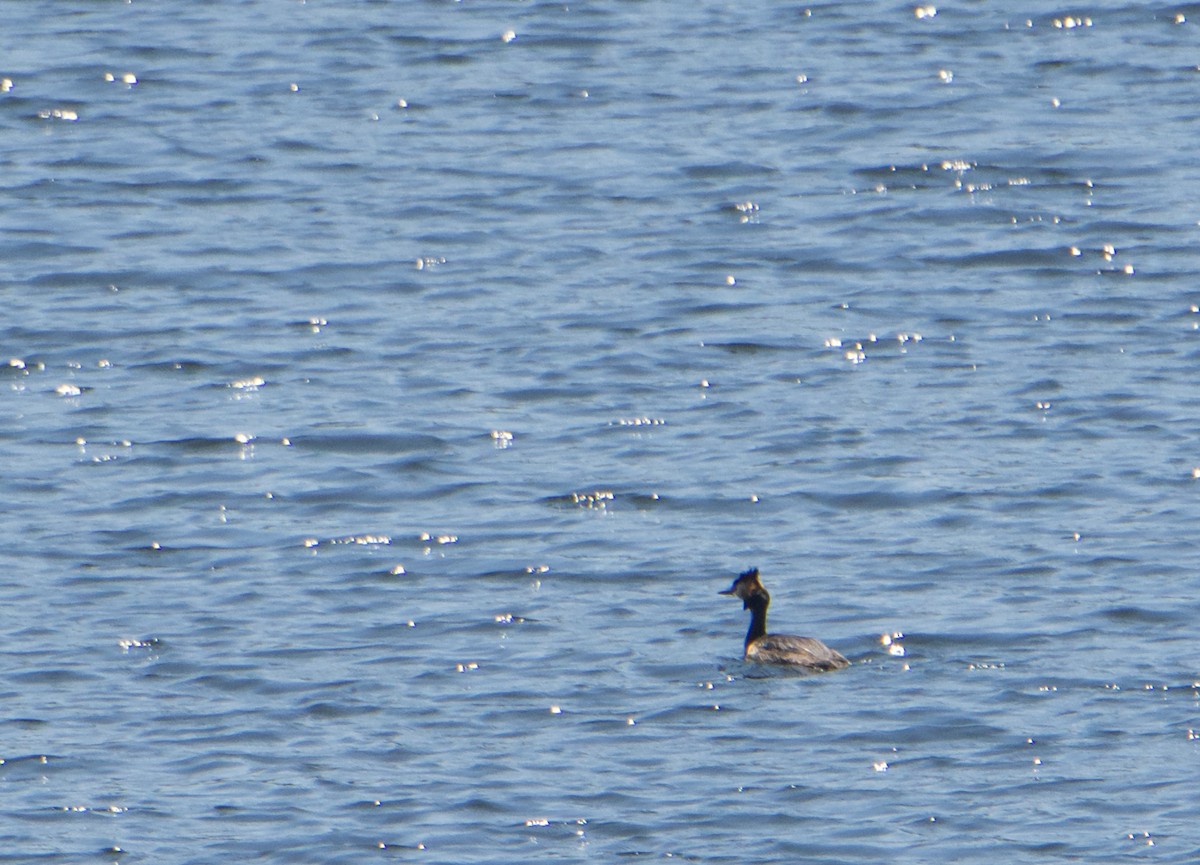 Great Crested Grebe - ML588913251