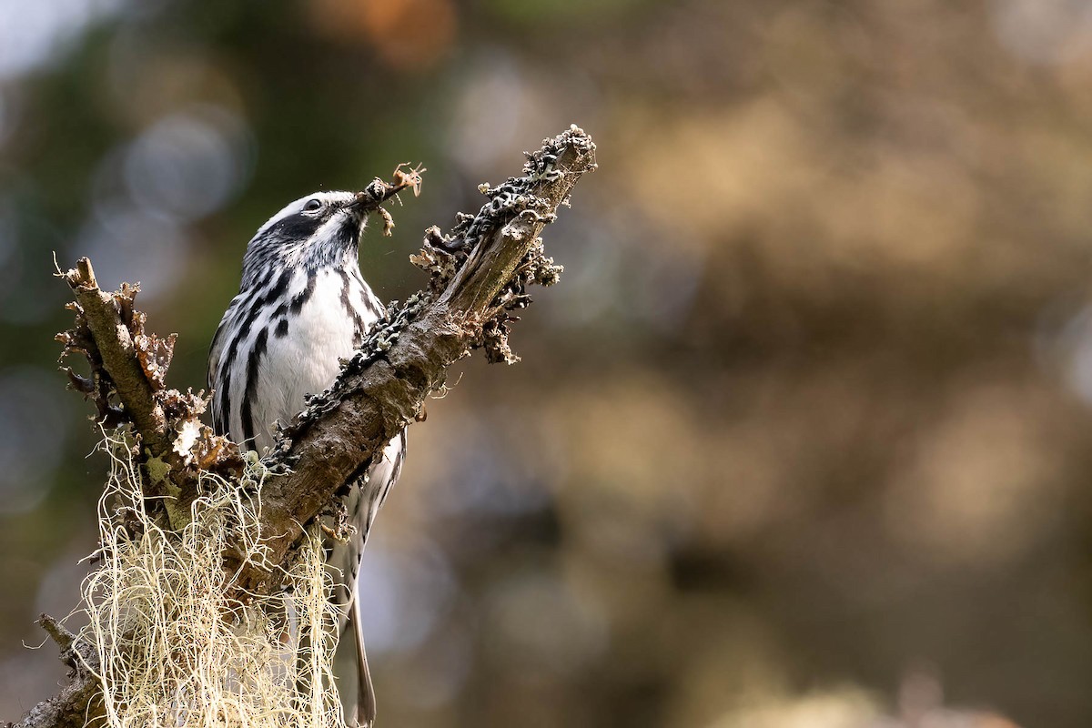 Black-and-white Warbler - ML588917661