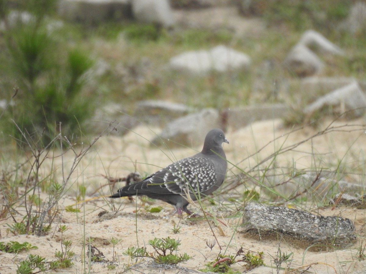 Spot-winged Pigeon - ML588919471