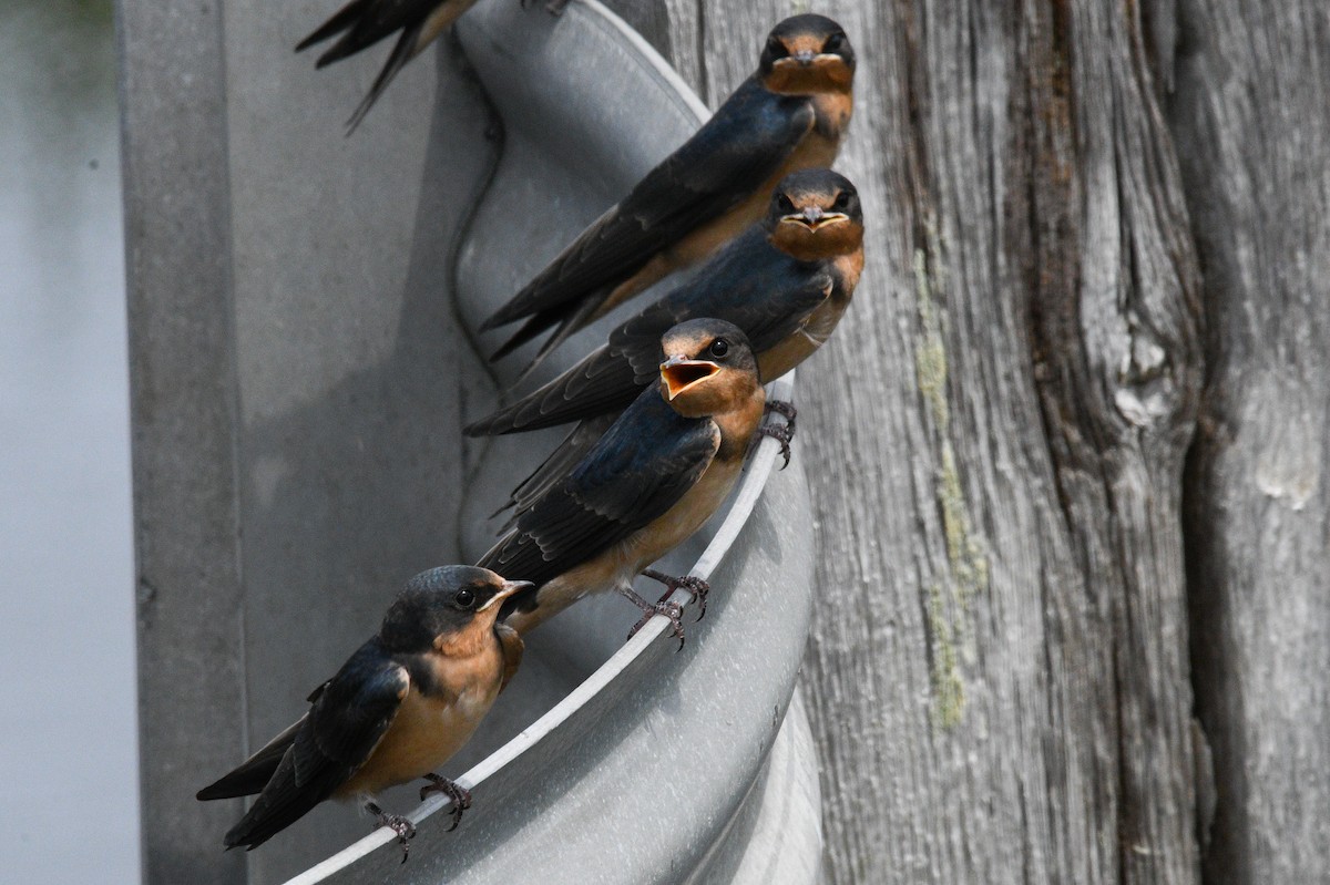 ML588920921 - Barn Swallow - Macaulay Library