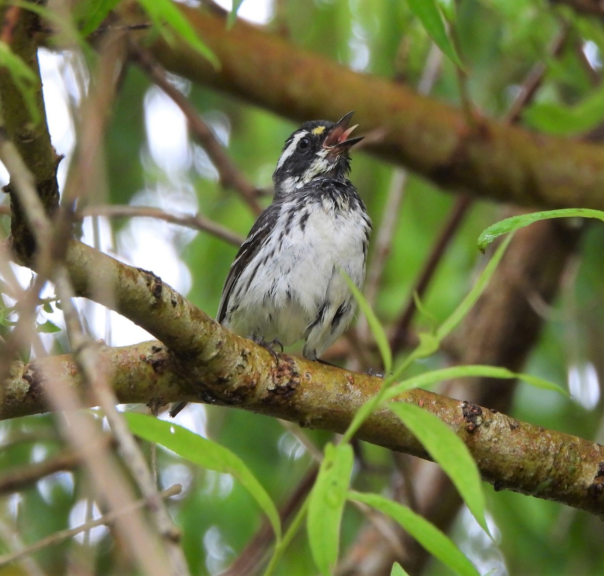 Black-throated Gray Warbler - ML588922031