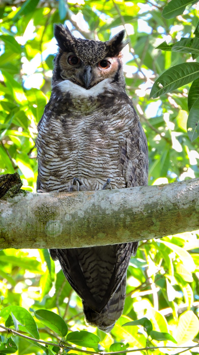 Great Horned Owl - ML588929001