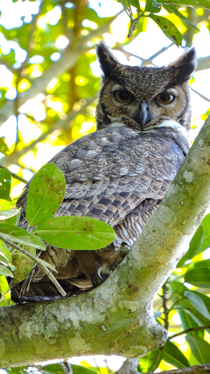 Great Horned Owl - ML588929011