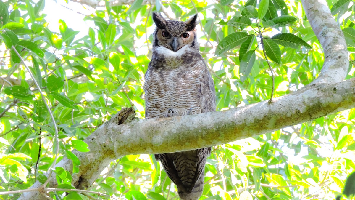 Great Horned Owl - ML588929021