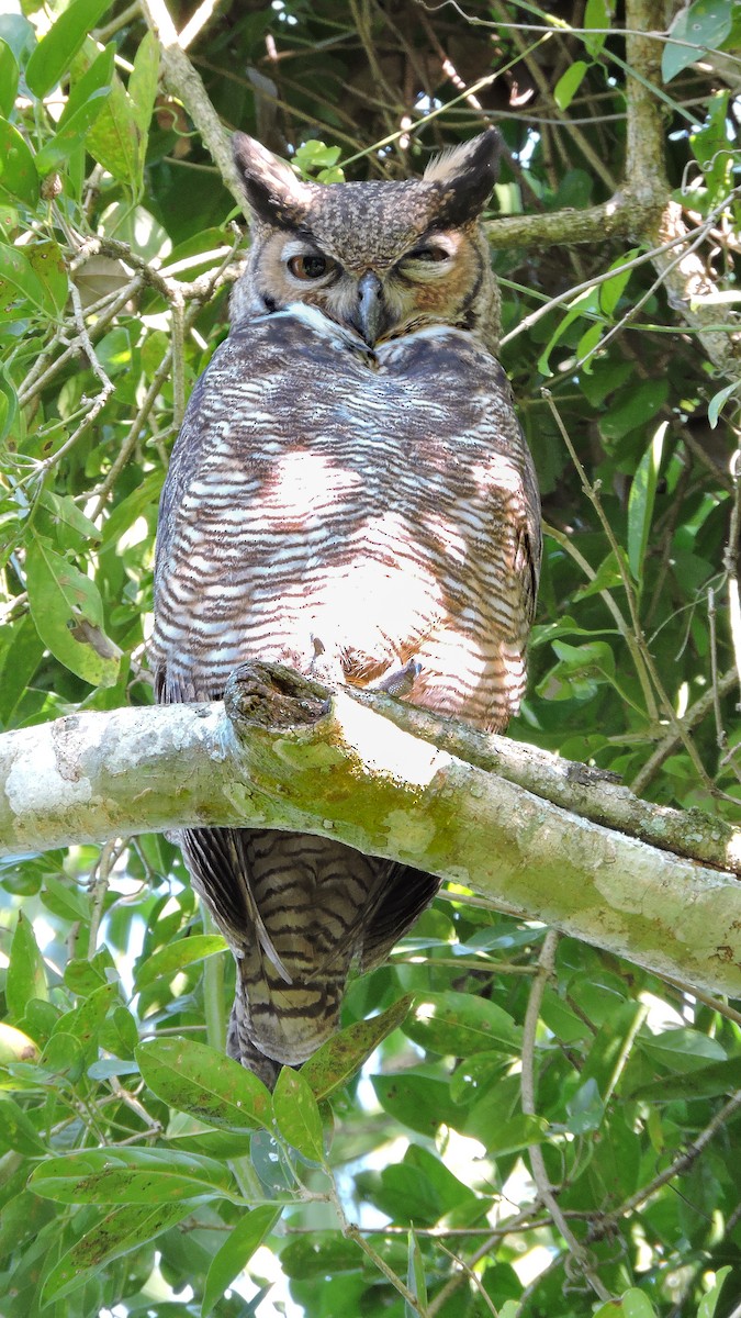 Great Horned Owl - ML588929031