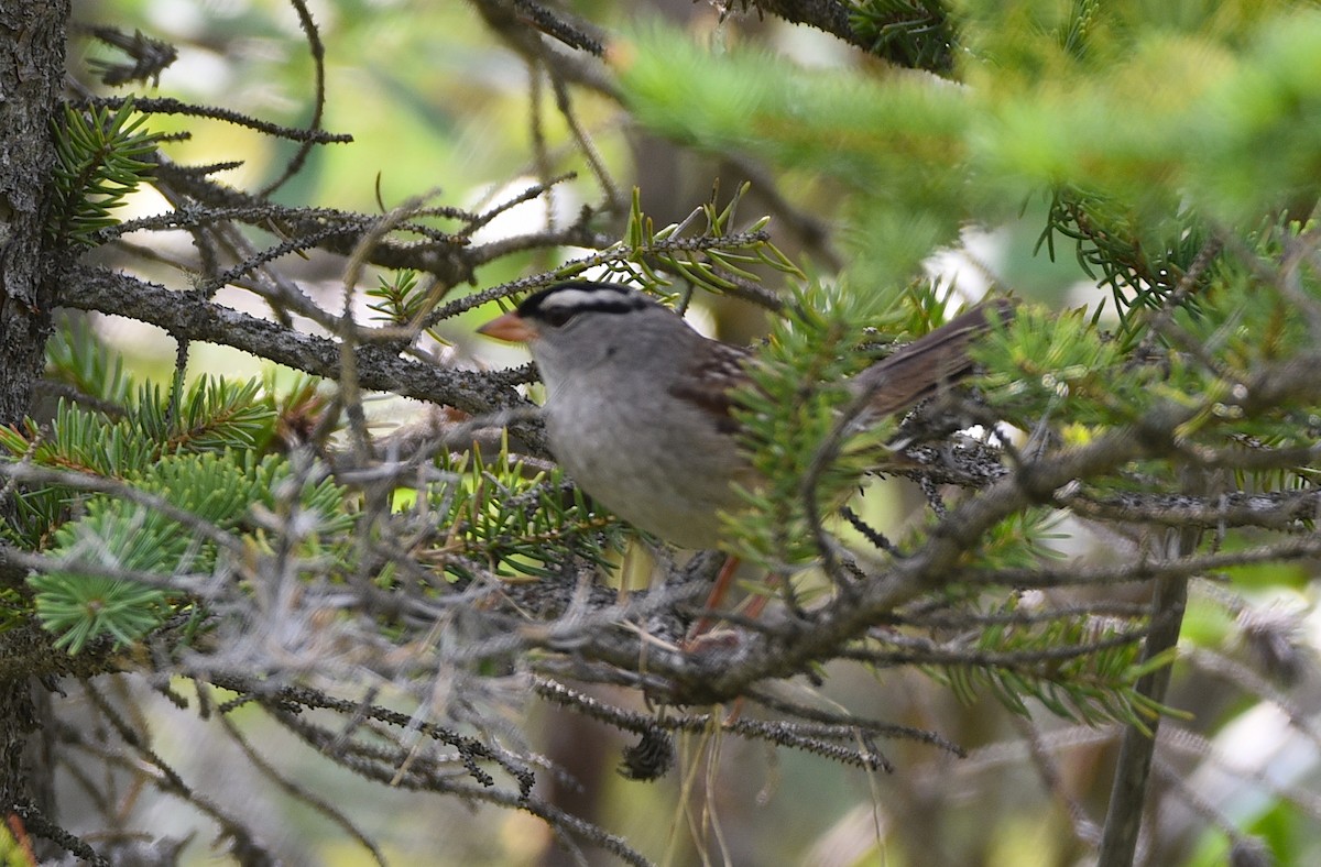 White-crowned Sparrow - ML588932461