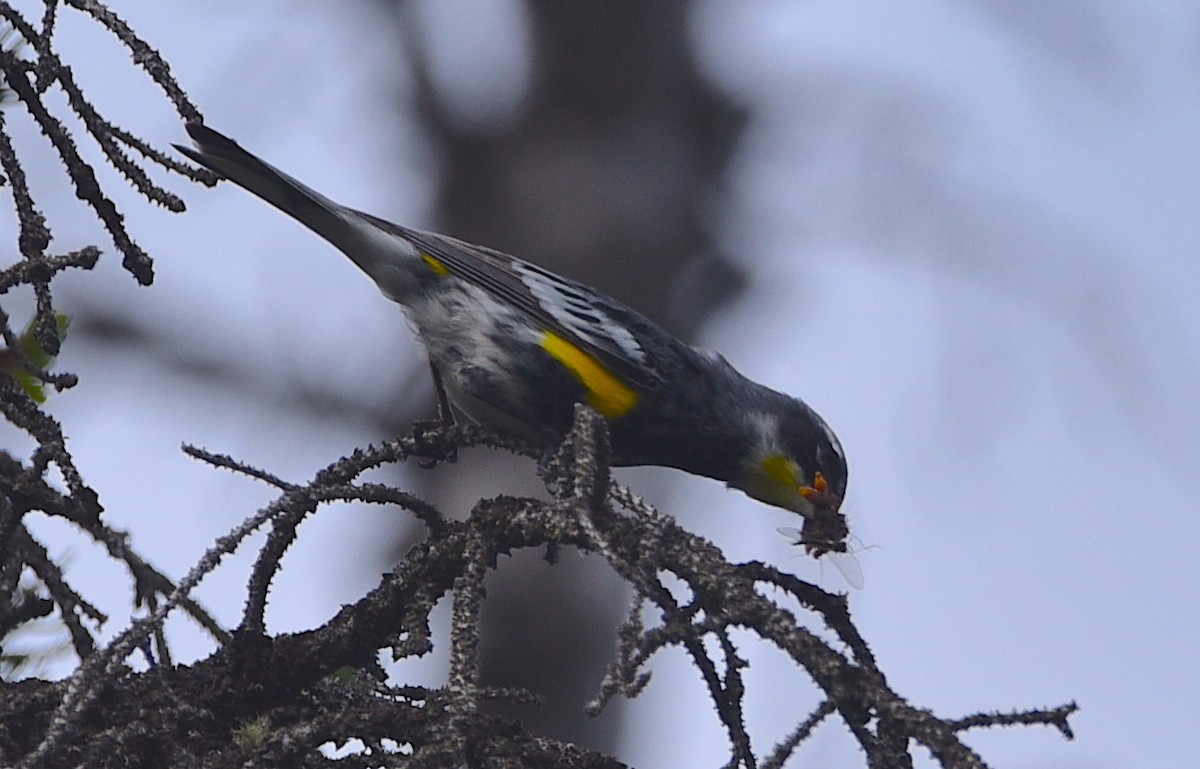 Yellow-rumped Warbler - D & I Fennell