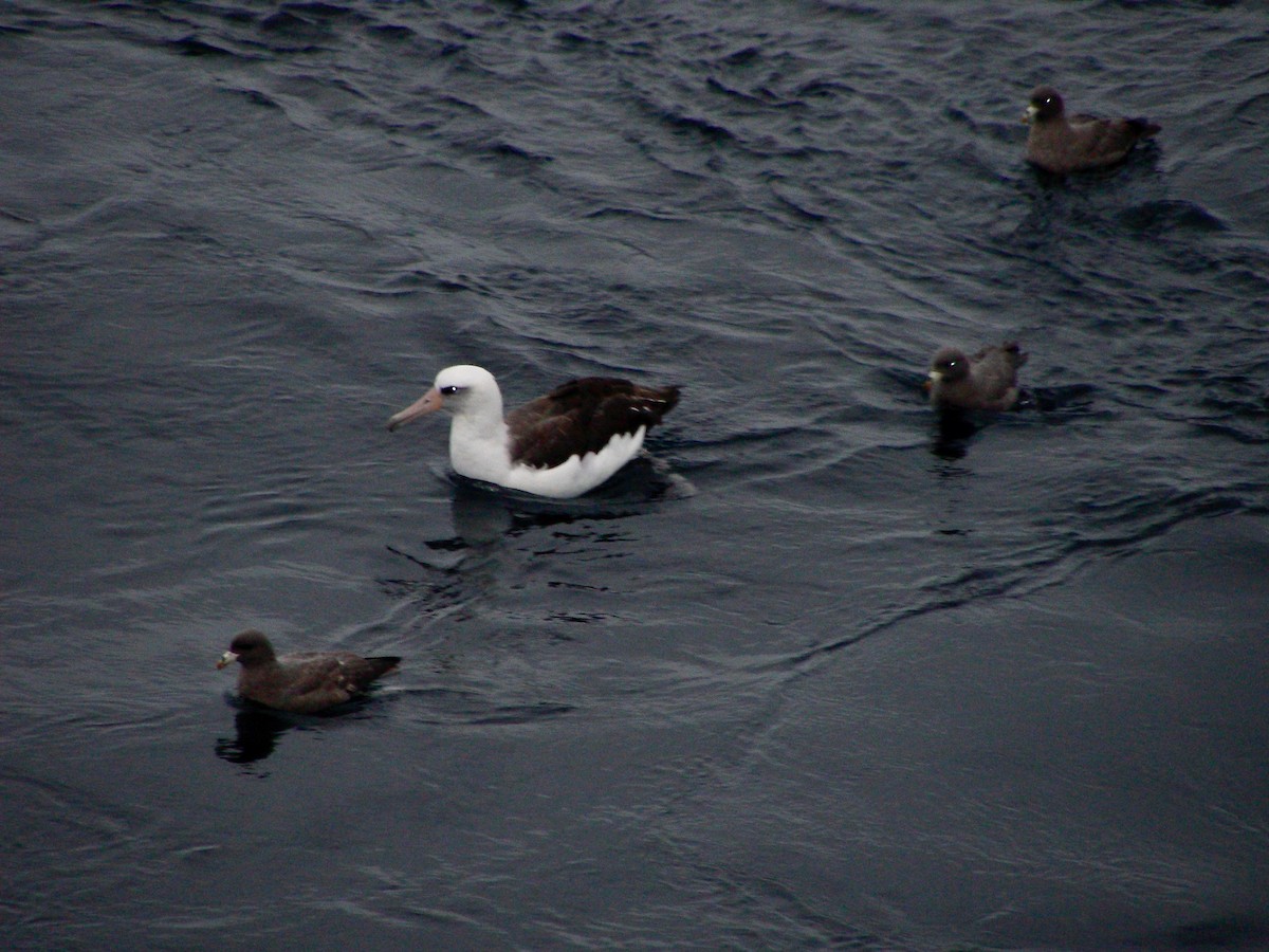 albatros laysanský - ML588932721