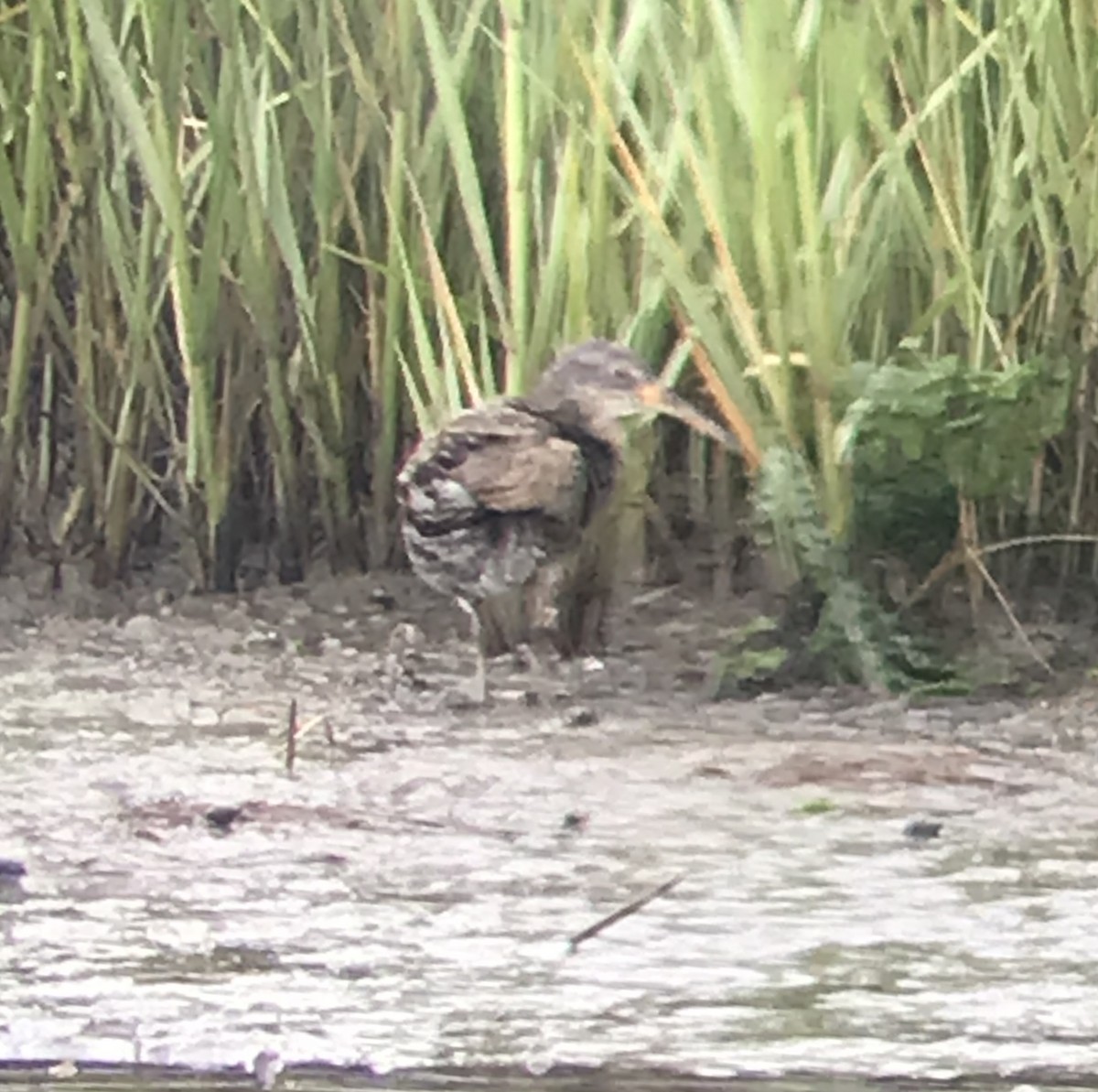 eBird Checklist 23 Jun 2023 LinwoodSeaview Ave boat launch 21