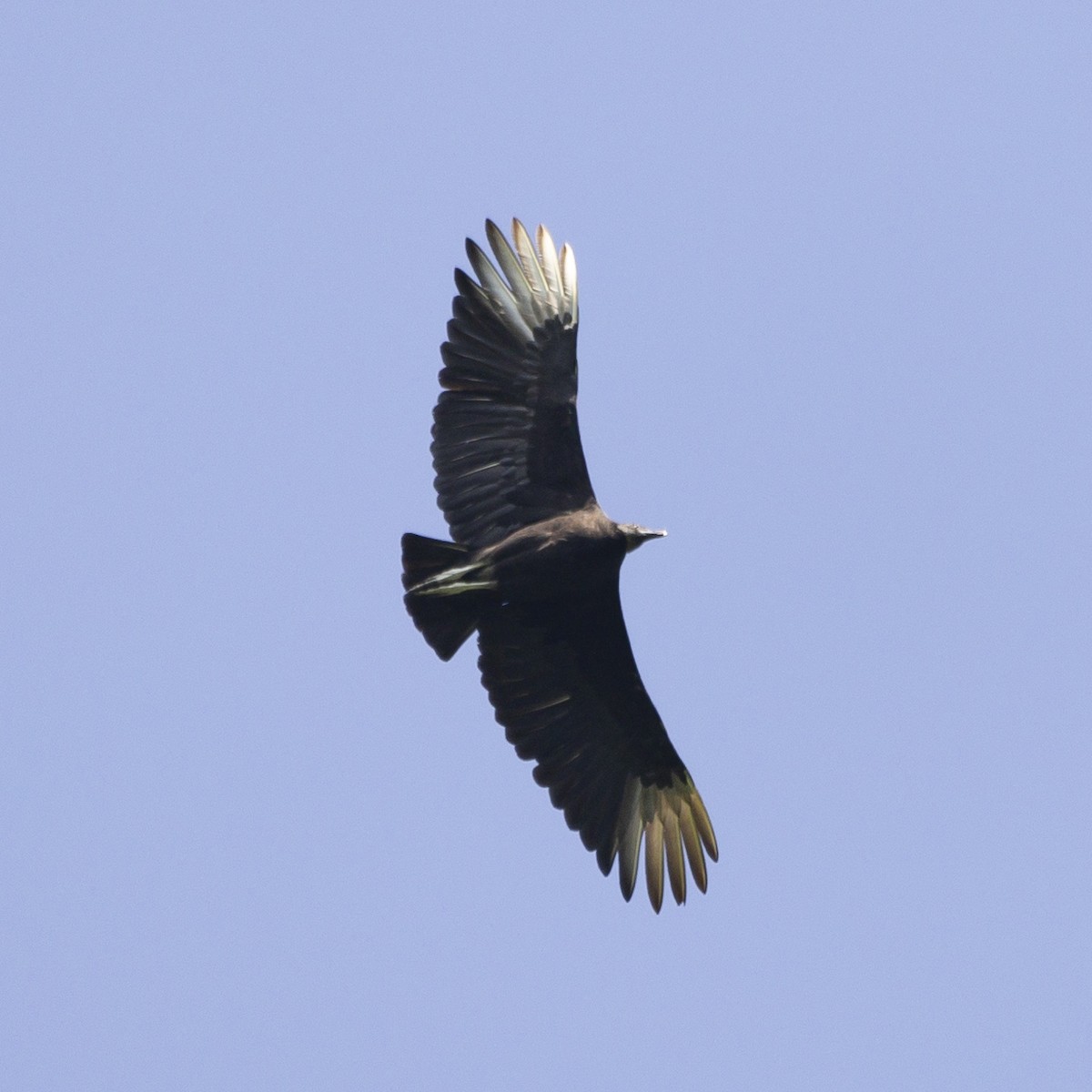 Black Vulture - ML588933641