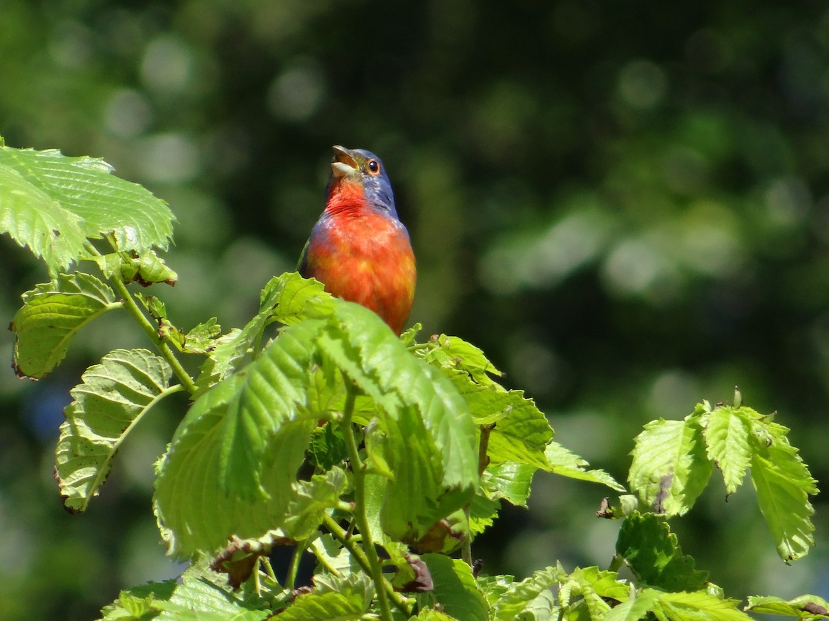 Painted Bunting - ML58893491