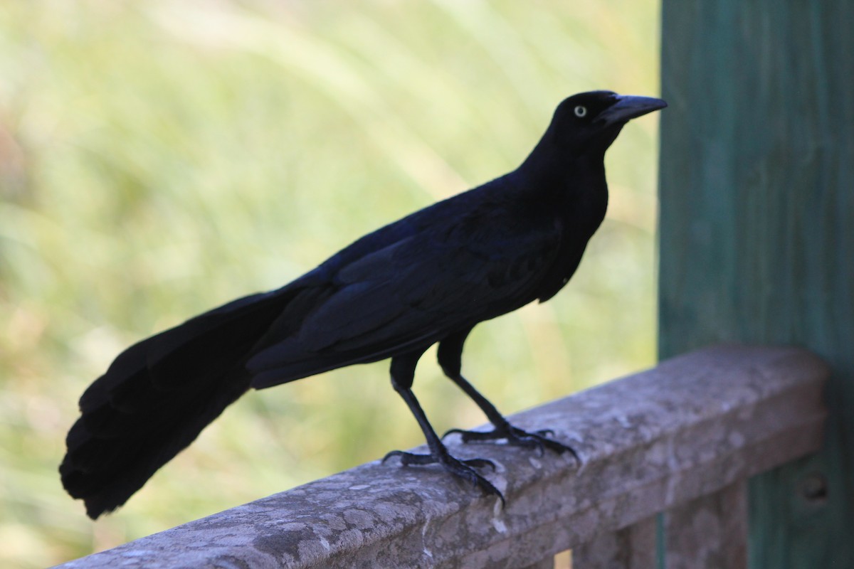 Great-tailed Grackle - ML588947281