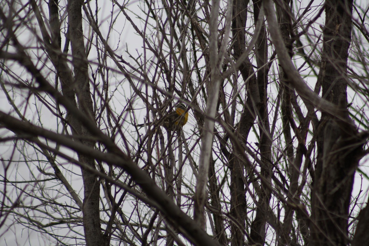 Yellow-breasted Chat - ML588948641