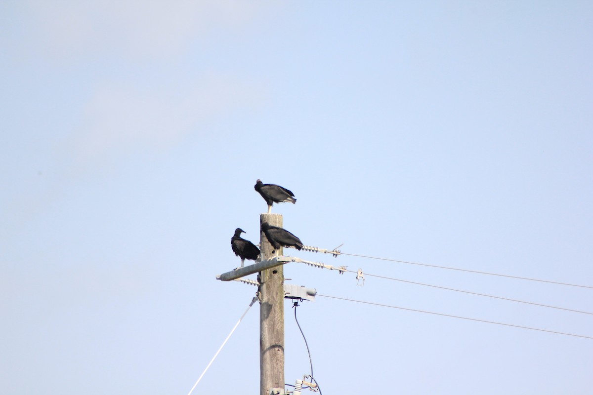 Black Vulture - Paul Dietz