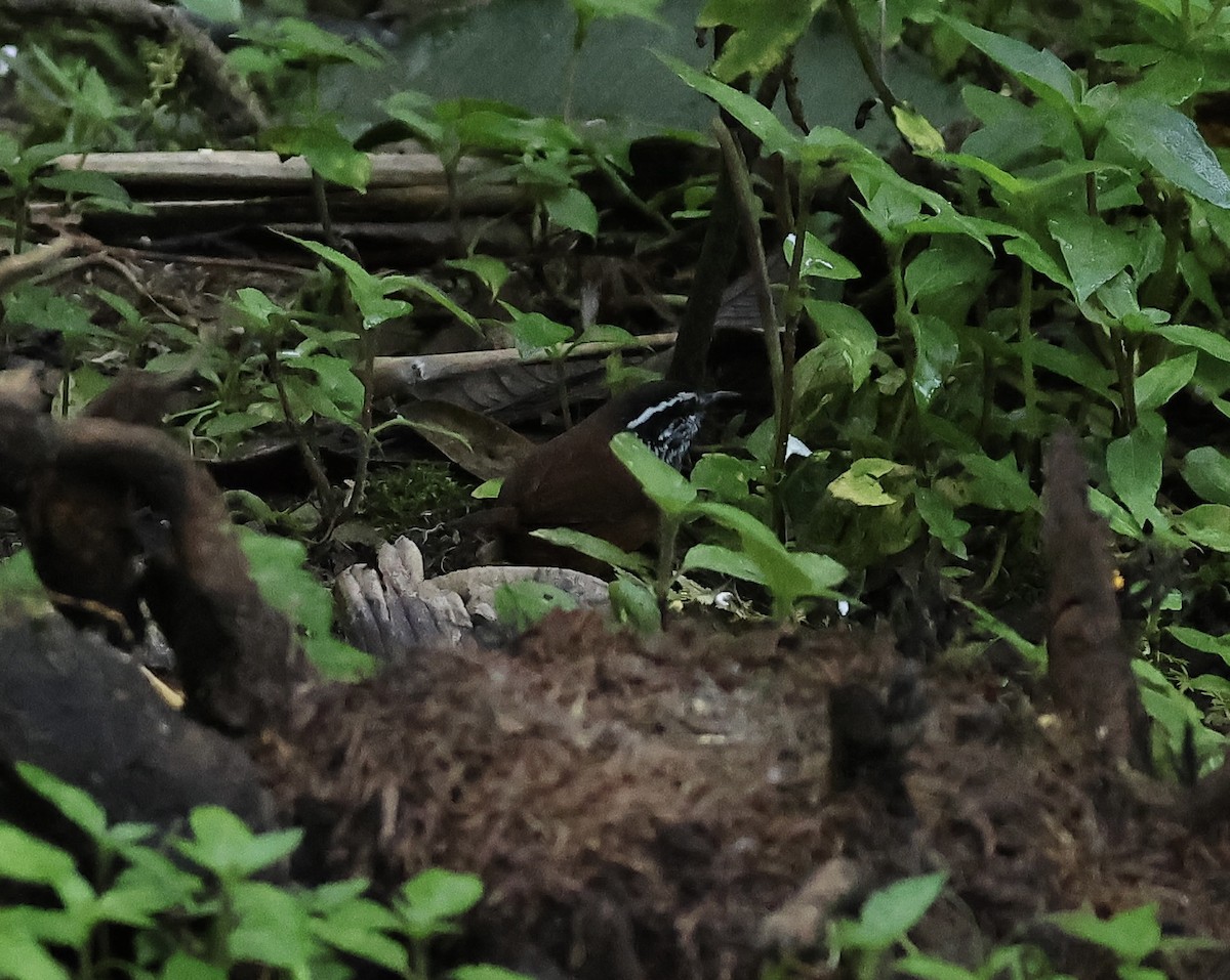 Gray-breasted Wood-Wren (Choco) - ML588952851