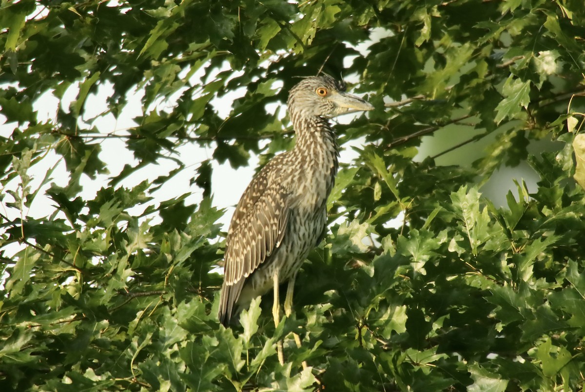 eBird Checklist 27 Jun 2023 Hickory Haven Lane Shelbyville 26 species