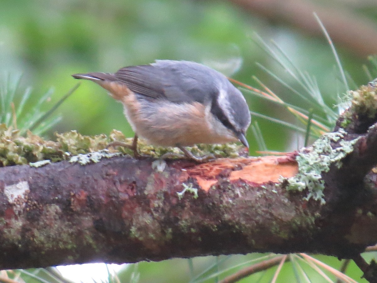 Red-breasted Nuthatch - ML588954071