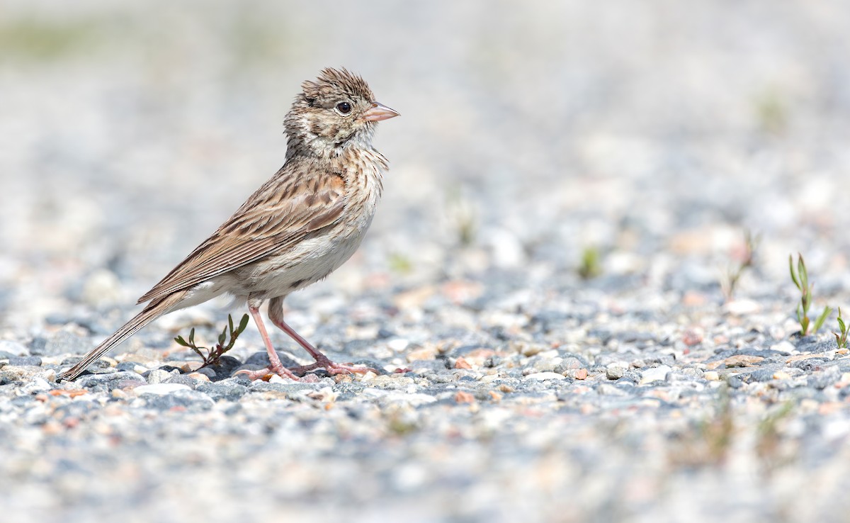 Vesper Sparrow - Connor Cochrane