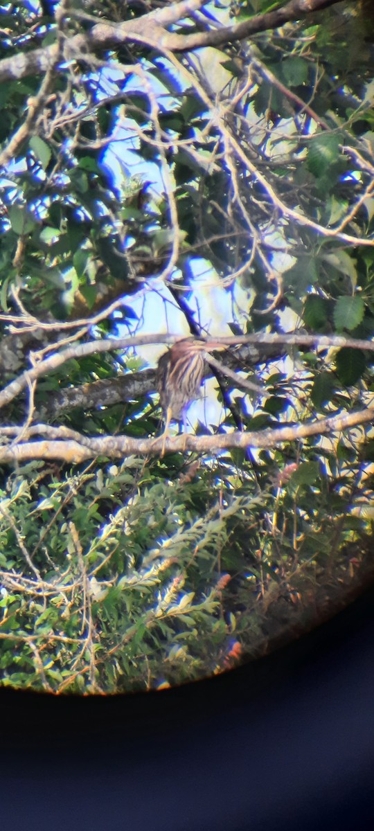 Ebird Checklist Jun Abbotsford Willband Creek Park