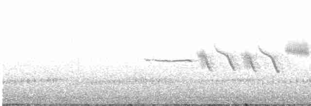 Bruant à couronne blanche (oriantha) - ML588955601