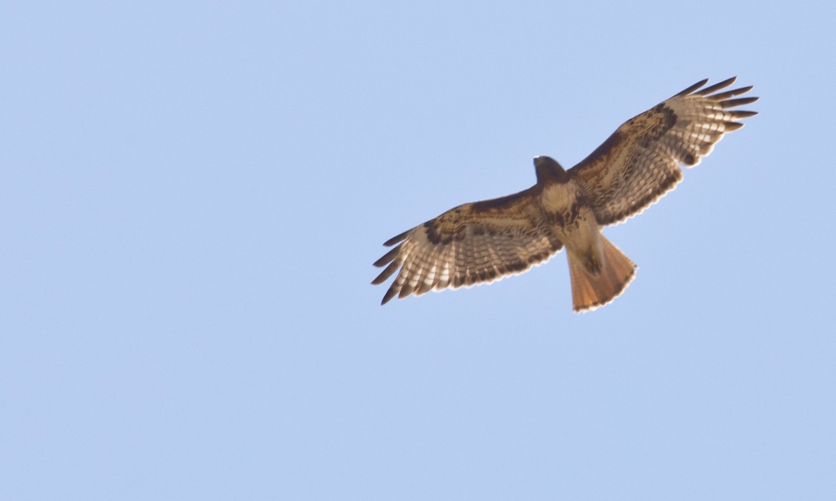 Red-tailed Hawk - ML588956901