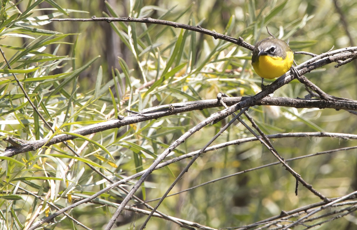 Yellow-breasted Chat - ML588956921