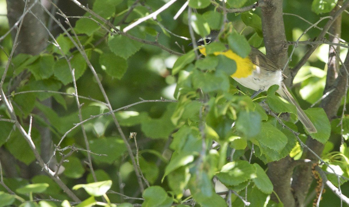 Yellow-breasted Chat - ML588956931