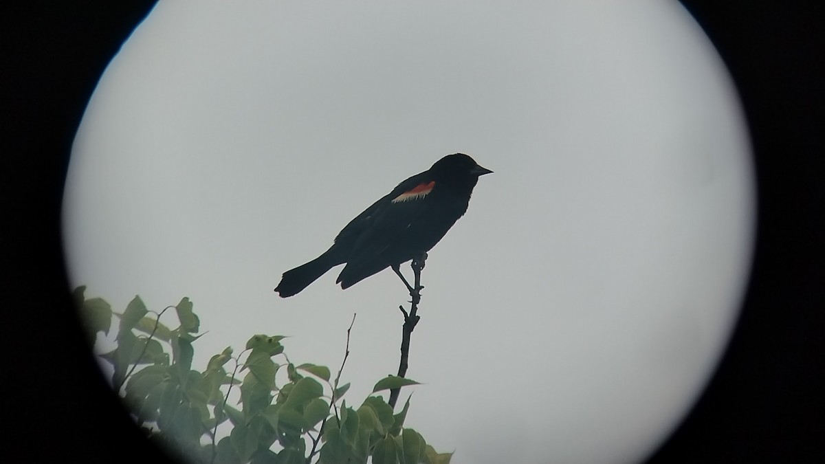 Red-winged Blackbird - ML588962451
