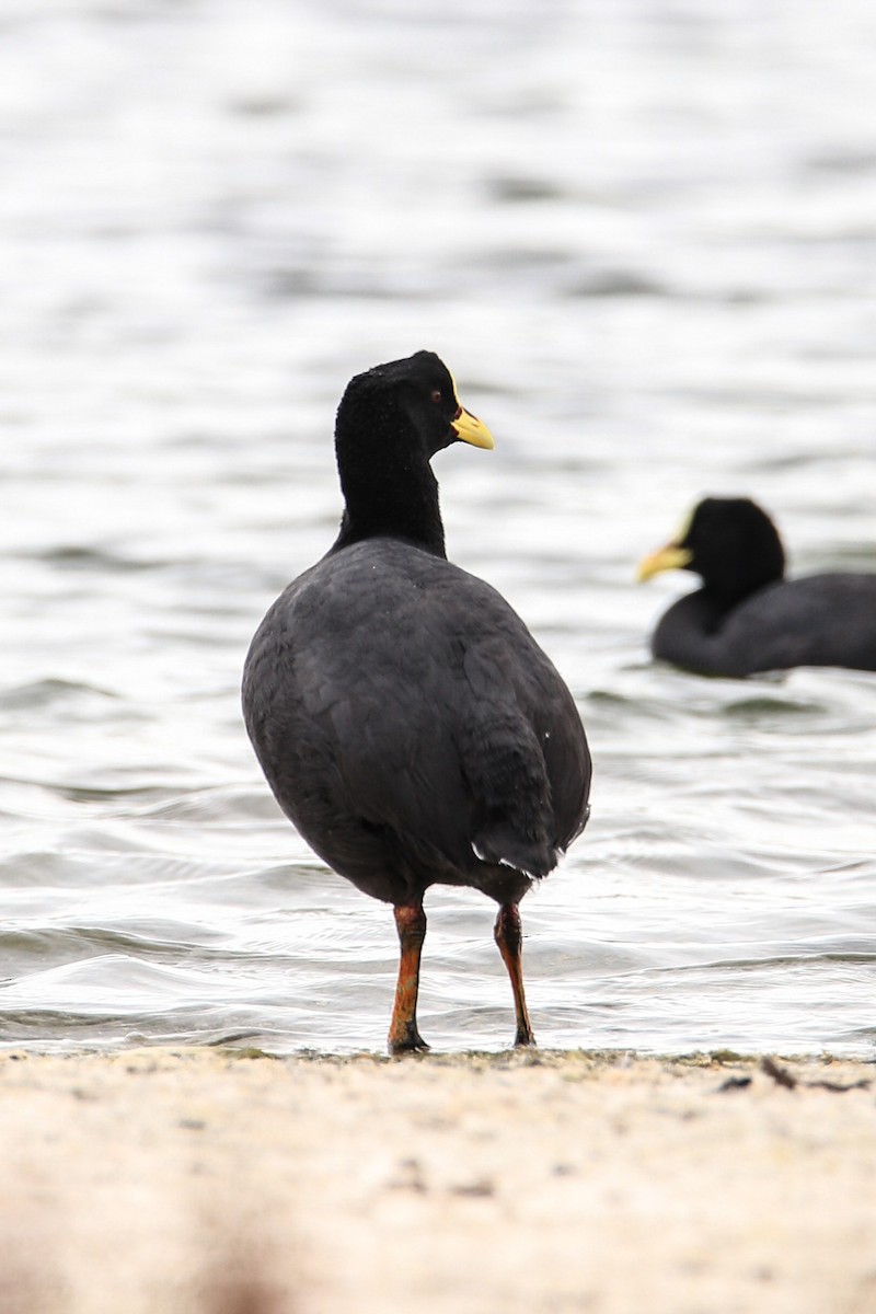 Red-gartered Coot - ML588963601