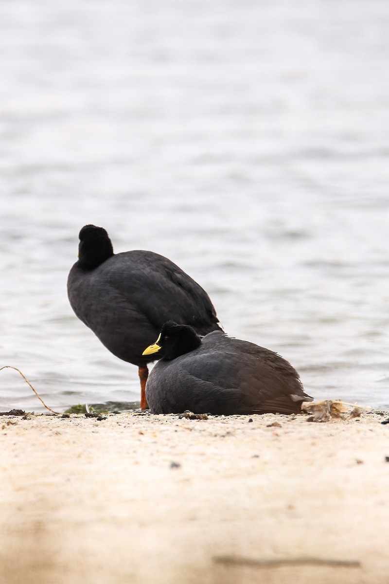 Red-gartered Coot - ML588963611