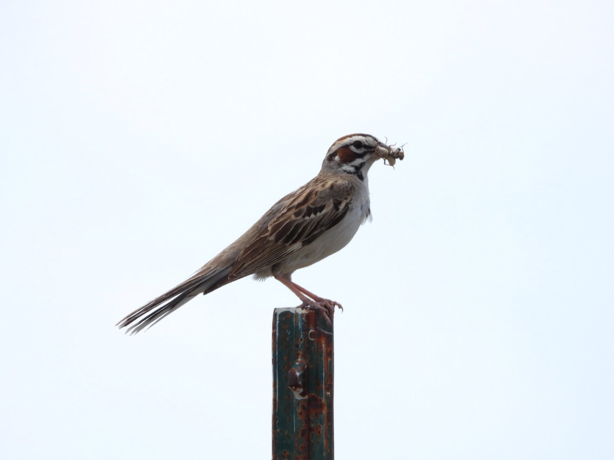 Lark Sparrow - ML588966471