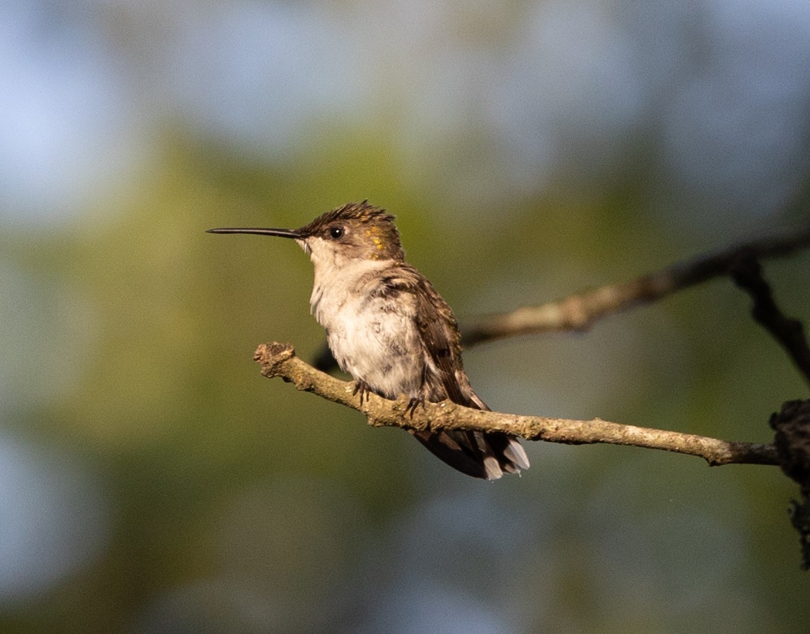 Ruby-throated Hummingbird - Greg Harrington