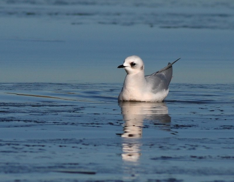 Ross's Gull - Robb Hinds