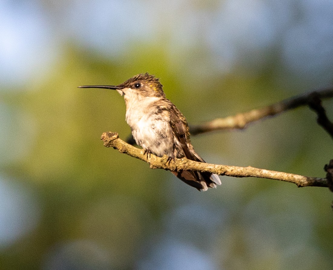 Ruby-throated Hummingbird - ML588970121
