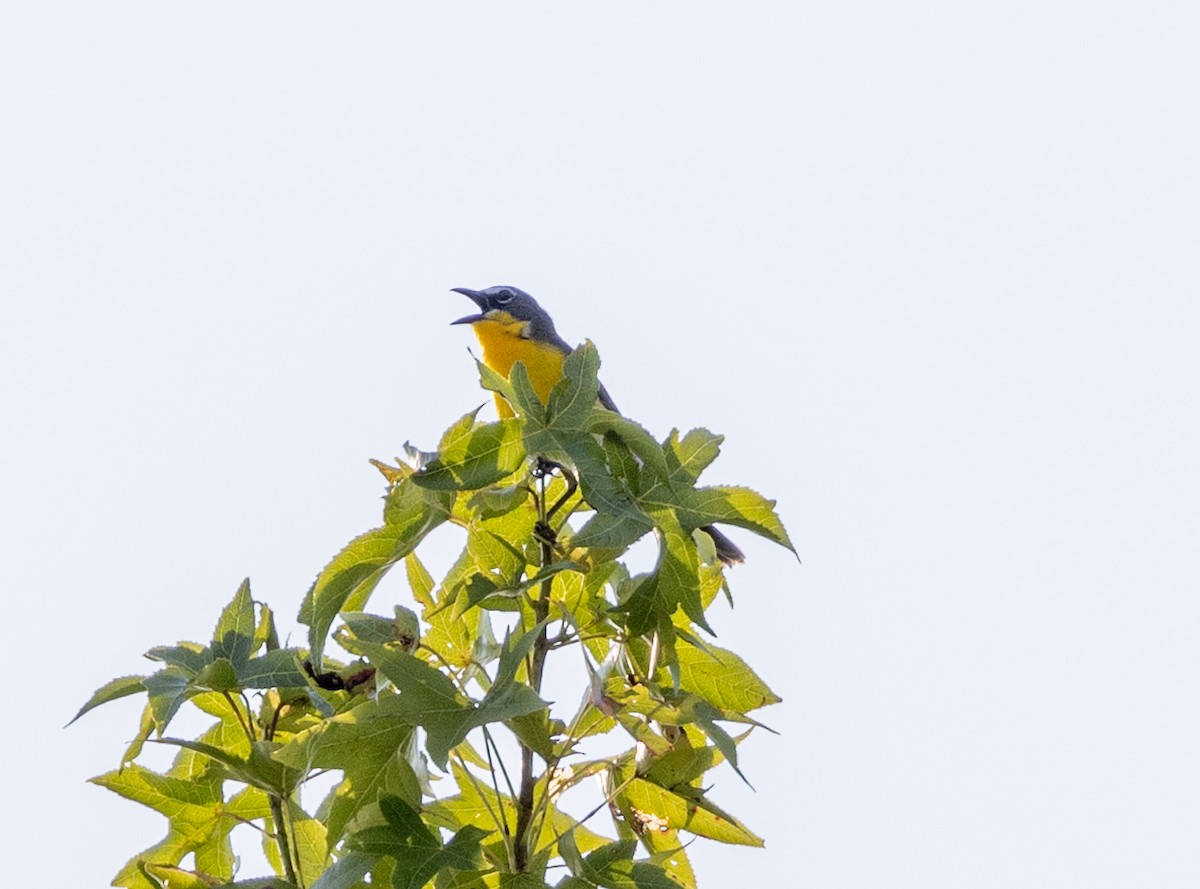 Yellow-breasted Chat - ML588970501