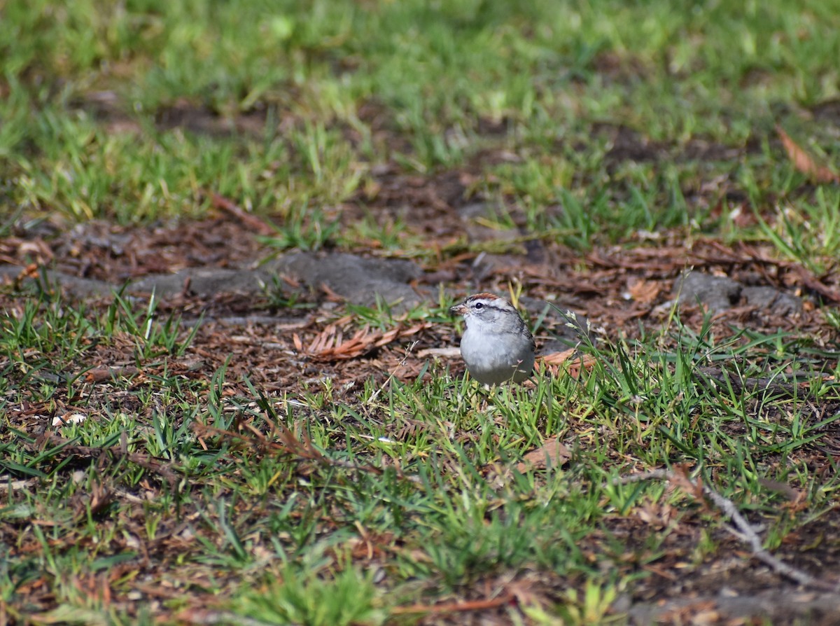 Chipping Sparrow - ML588971941
