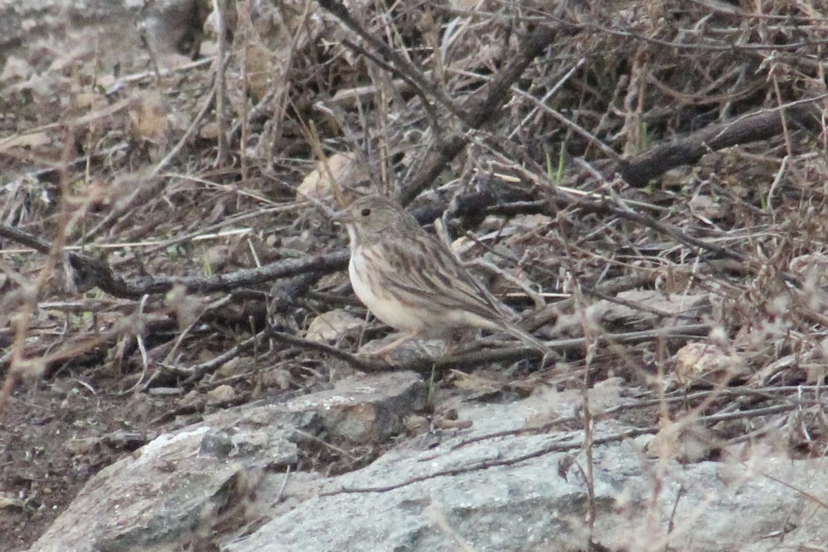 Band-tailed Sierra Finch - ML588973601