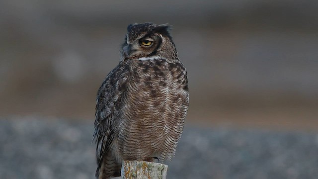 Lesser Horned Owl - ML588975291