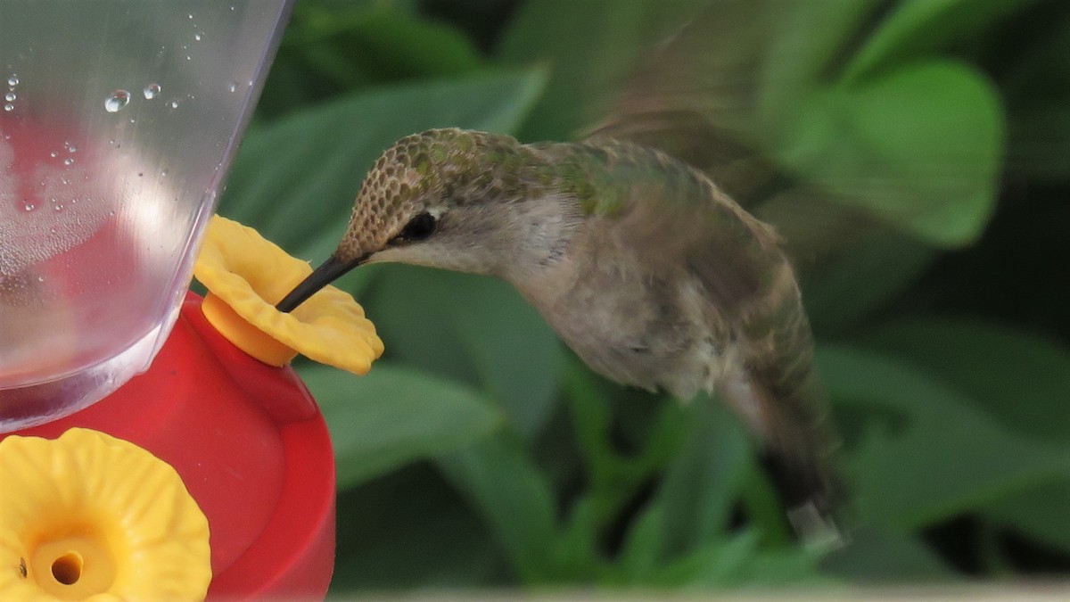 Ruby-throated/Black-chinned Hummingbird - ML588976061