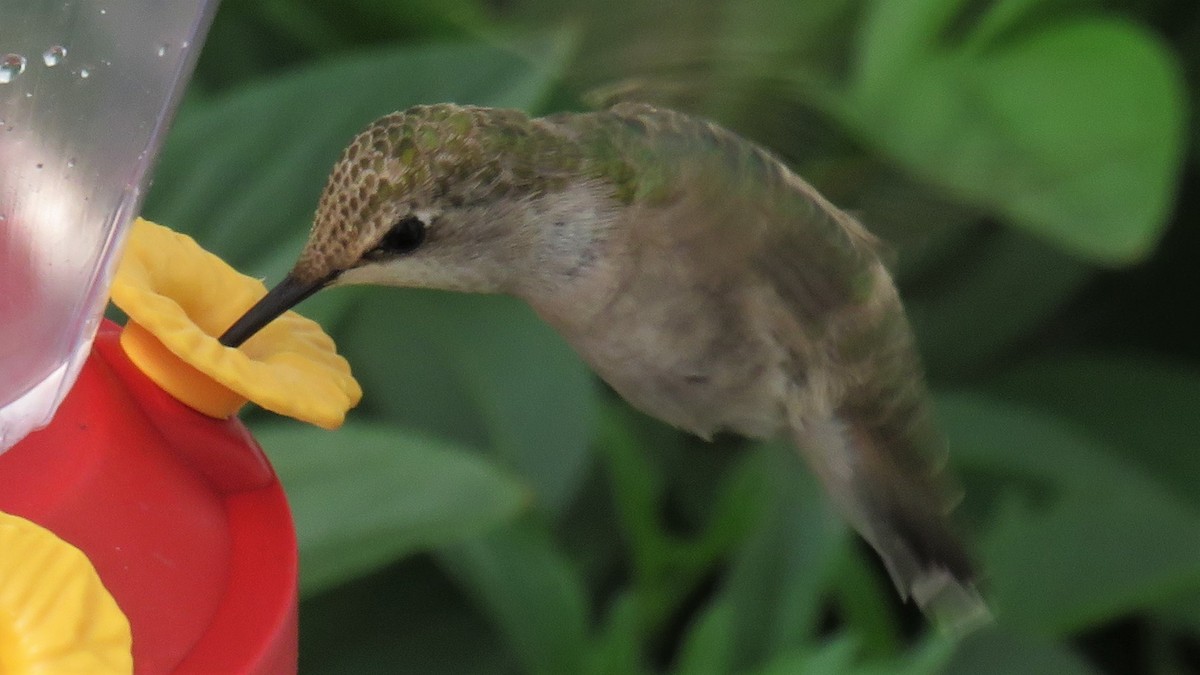 Ruby-throated/Black-chinned Hummingbird - ML588976101