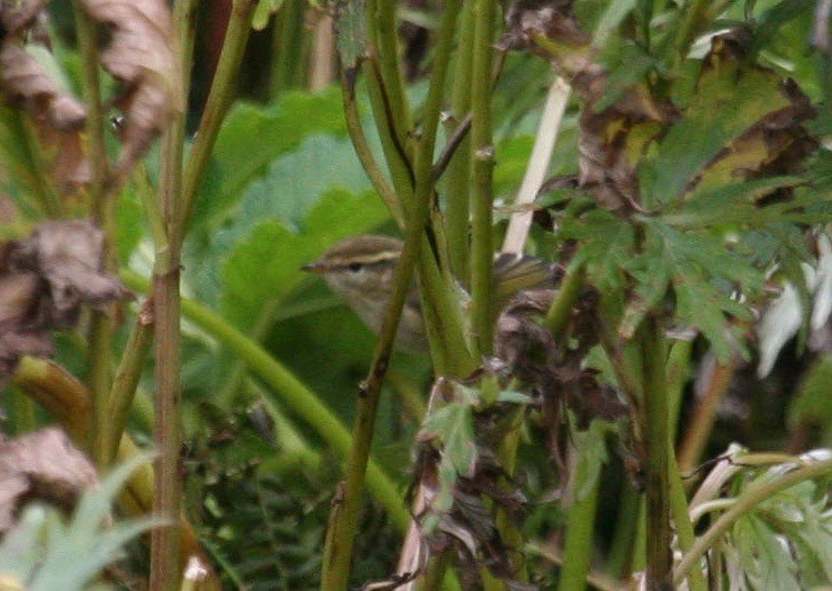 Yellow-browed Warbler - ML588977461