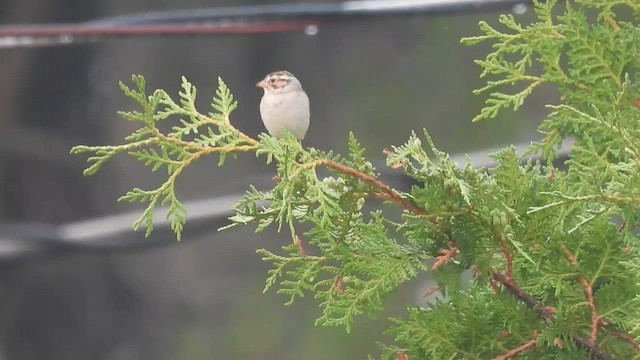Clay-colored Sparrow - ML588981461