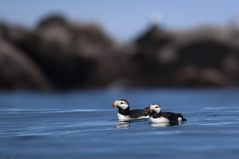 Horned Puffin - eBird