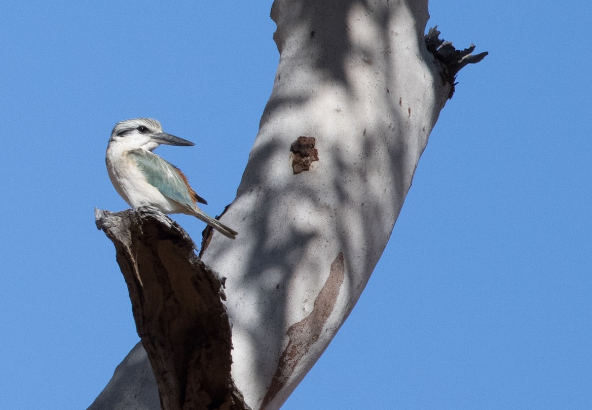 Red-backed Kingfisher - ML588988691