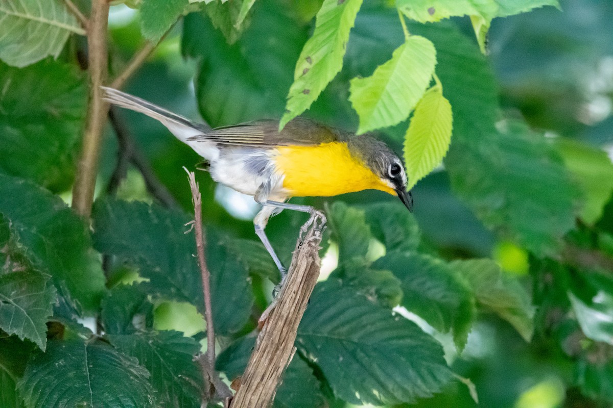 Yellow-breasted Chat - ML588989991