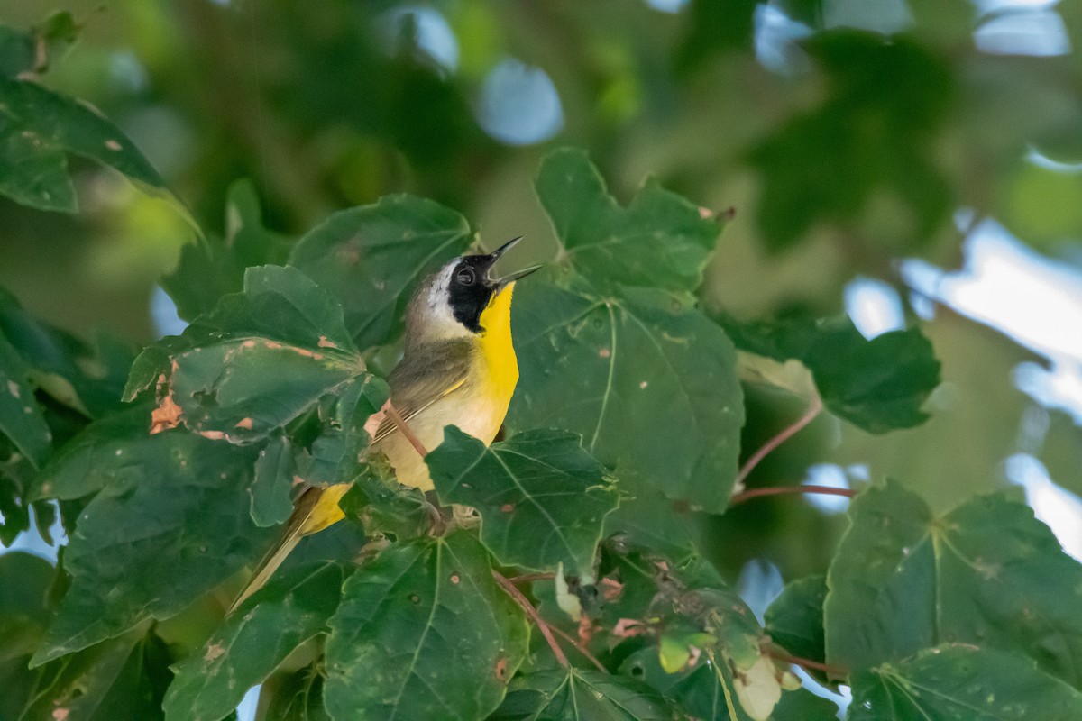Common Yellowthroat - Warren Massey