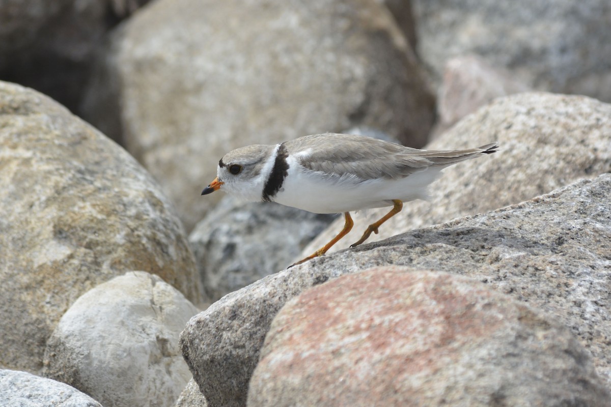 Piping Plover - ML588991451