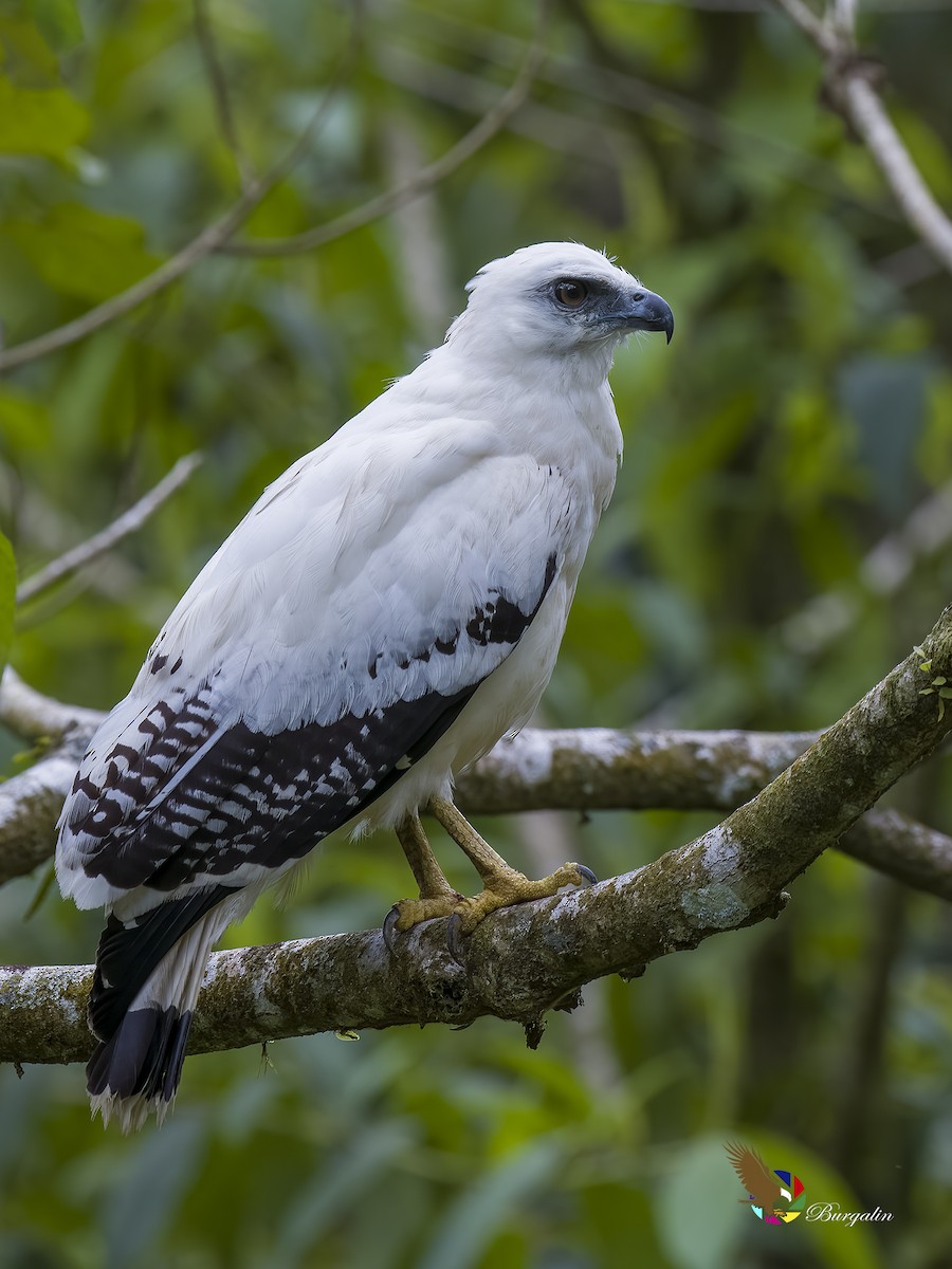 White Hawk - fernando Burgalin Sequeria